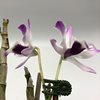 dendrobium nobile гибр. (variegata) 